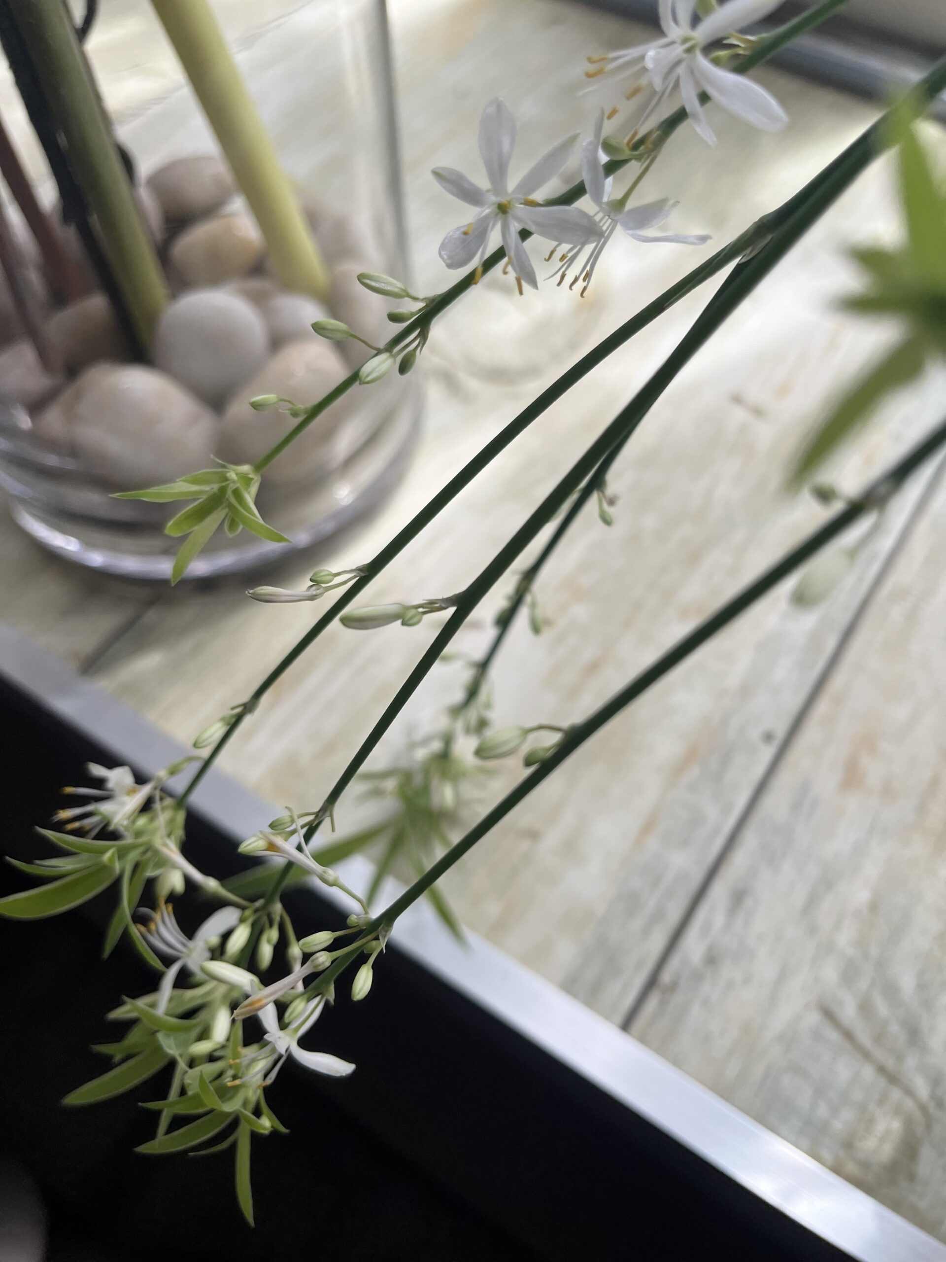 社内の観葉植物のご紹介