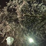 夜桜